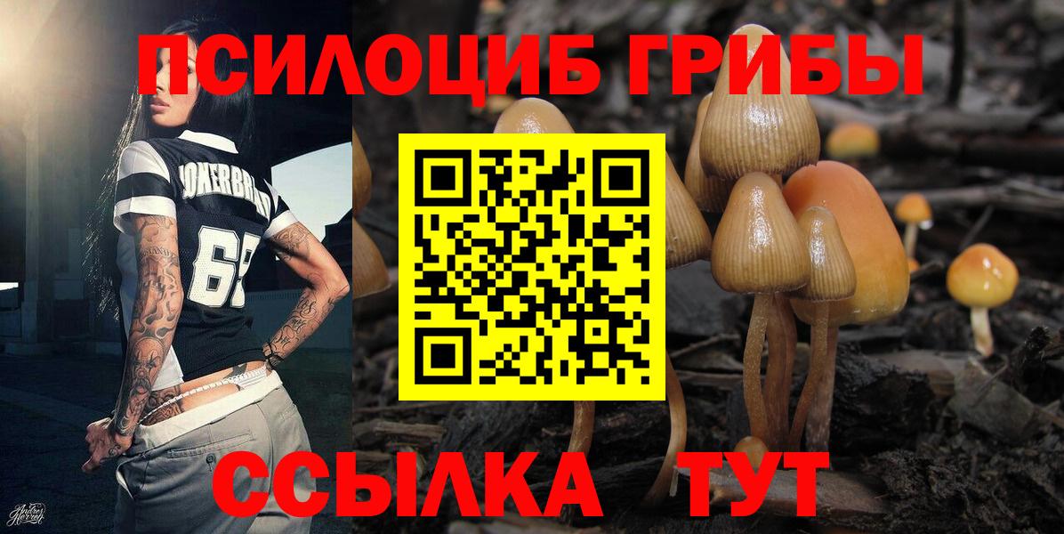 Фурманов  Галлюциногенные грибы Psilocybe  Вход с VPN 